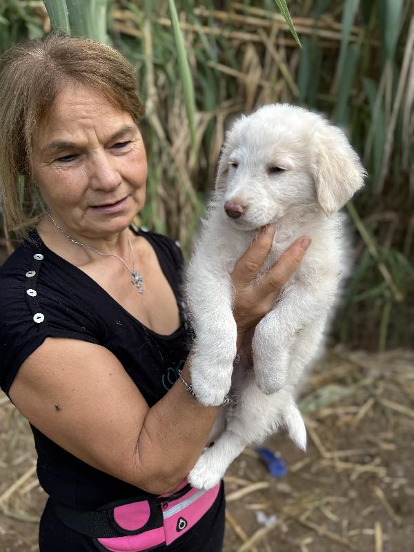 🔆🐾 rio 🐾🔆 bellissimo cucciolo in adozione  Foto 6