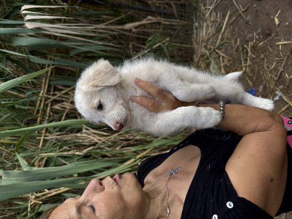 🔆🐾 rio 🐾🔆 bellissimo cucciolo in adozione  Foto 7
