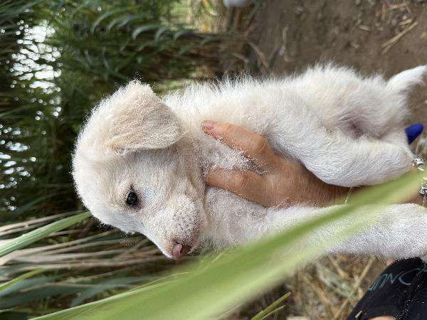 🔆🐾 rio 🐾🔆 bellissimo cucciolo in adozione  Foto 8