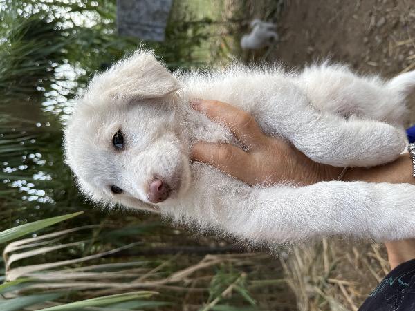 🔆🐾 rio 🐾🔆 bellissimo cucciolo in adozione  Foto 9