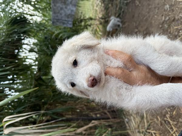 🔆🐾 rio 🐾🔆 bellissimo cucciolo in adozione  Foto 10