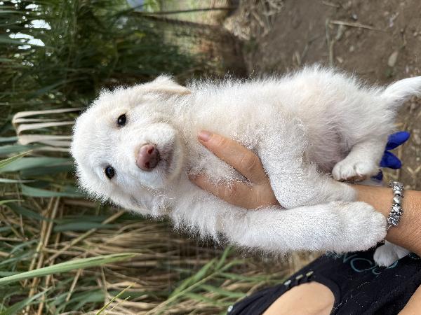 🌟🐾 rio 🐾🌟 splendido bellissimo cucciolo in adozione  Foto 5