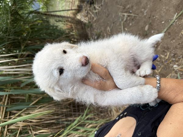 🌟🐾 rio 🐾🌟 splendido bellissimo cucciolo in adozione  Foto 6