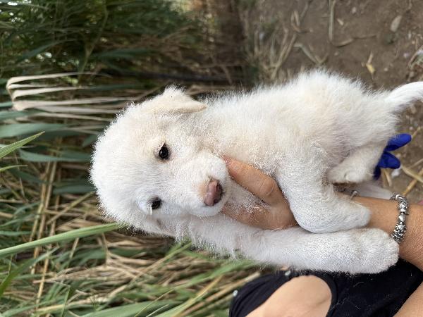 🌟🐾 rio 🐾🌟 splendido bellissimo cucciolo in adozione  Foto 7