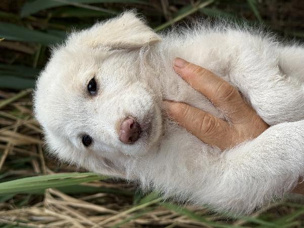 🌟🐾 rio 🐾🌟 splendido bellissimo cucciolo in adozione  Foto 10