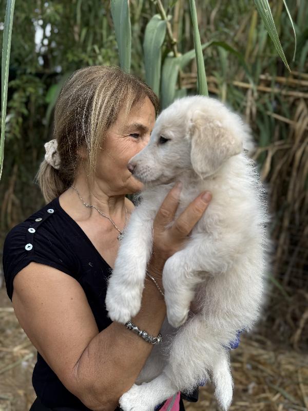 ✨🐾 rio 🐾✨ dolcissimo in adozione  Foto 7