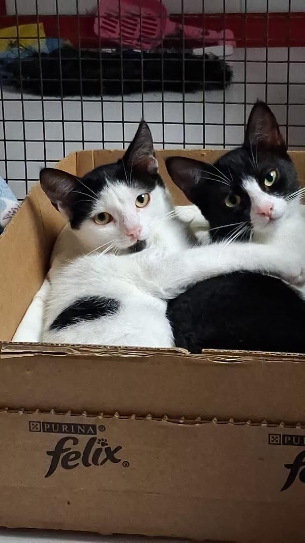 Maja E Mago': Micine Di 3 Mesi