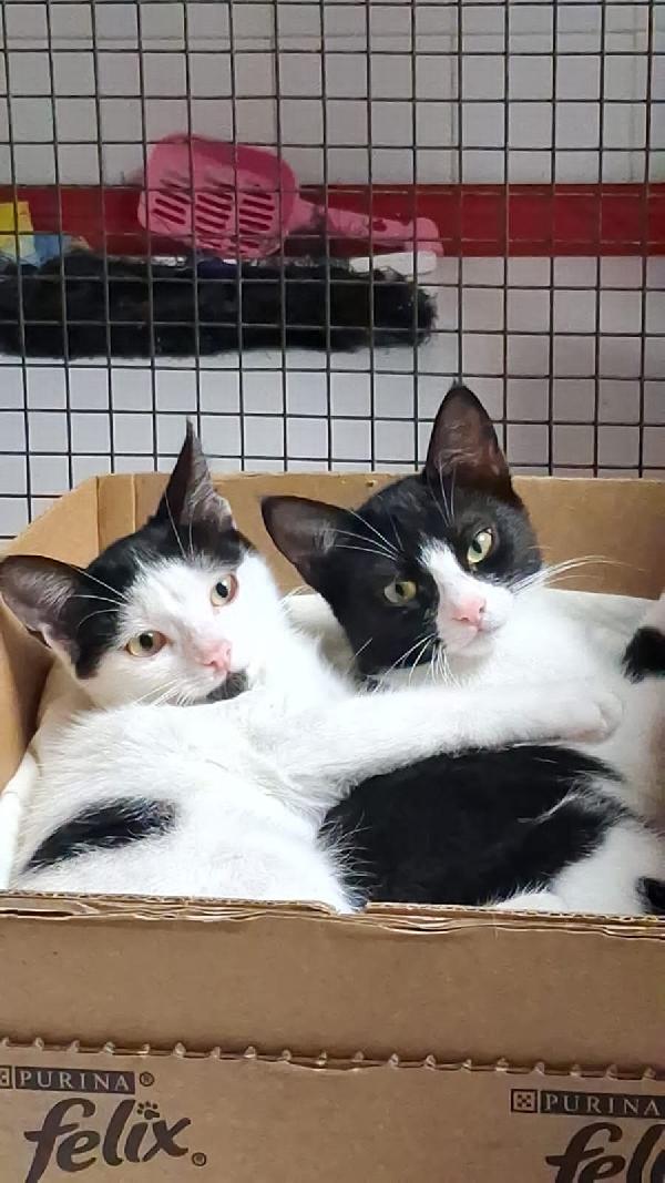 MAJA E MAGO': MICINE DI 3 MESI Foto 2