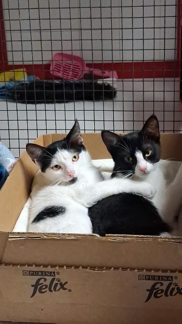 MAJA E MAGO': MICINE DI 3 MESI Foto 3