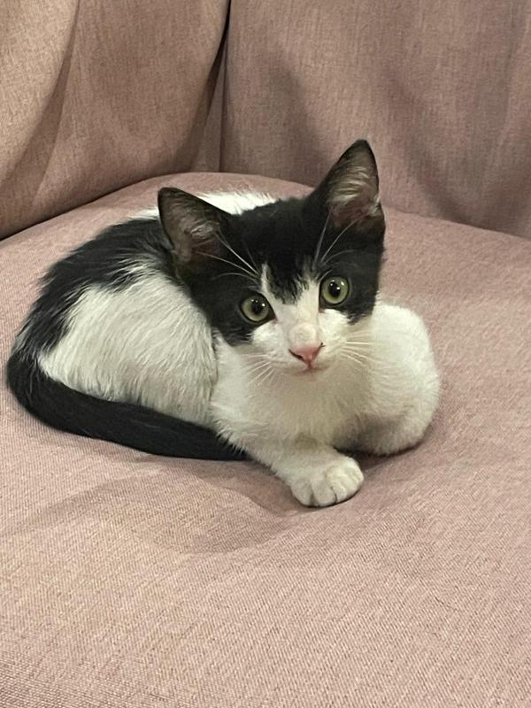 Momo: 2 Mesi