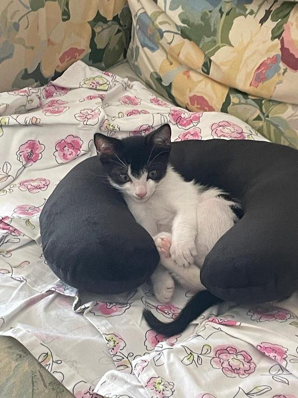 MOMO: 2 MESI Foto 3