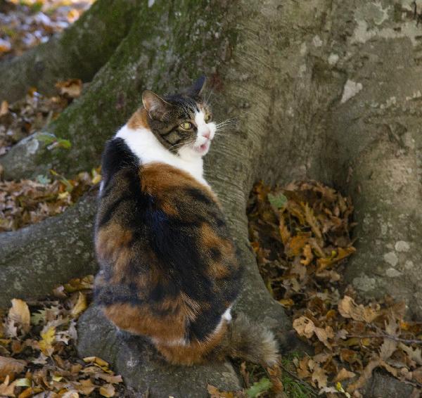 Squirrel: Micia Tricolore Di 3 Anni