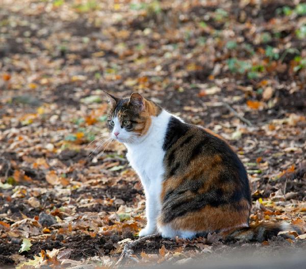 SQUIRREL: MICIA TRICOLORE DI 3 ANNI Foto 3