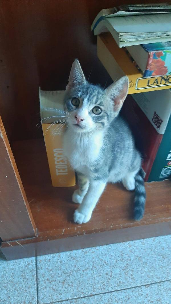 DENNY, tenero micino in adozione! Foto 4