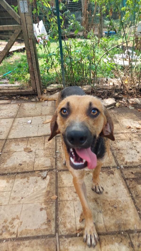 Enea, Mix Segugio 
