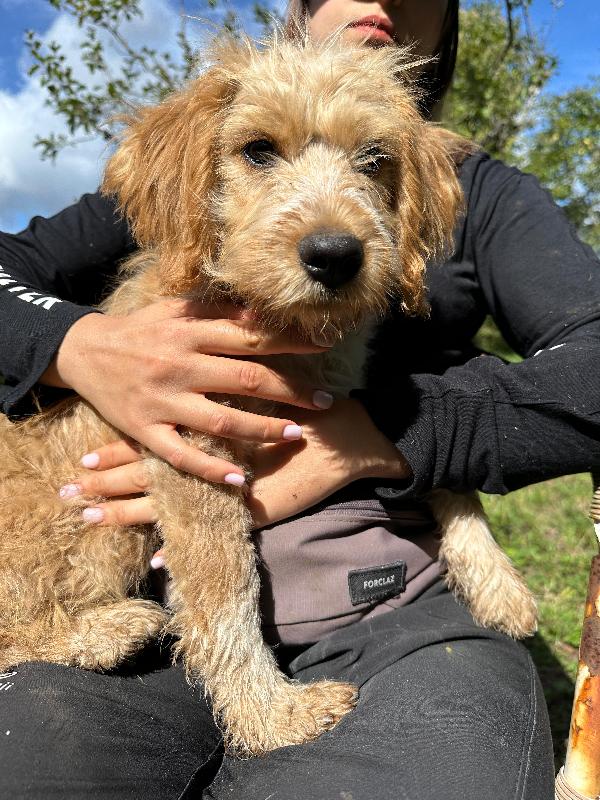 Croc, Mix Lagotto 3 Mesi 