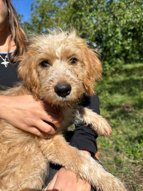 Croc, Mix Lagotto 3 Mesi 