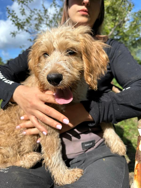 Croc, mix lagotto 3 mesi  Foto 3
