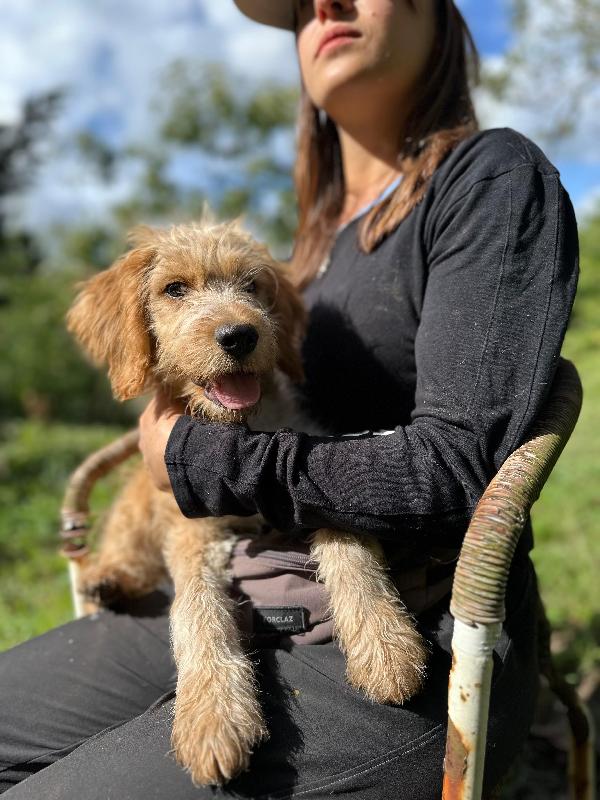 Croc, mix lagotto 3 mesi  Foto 4