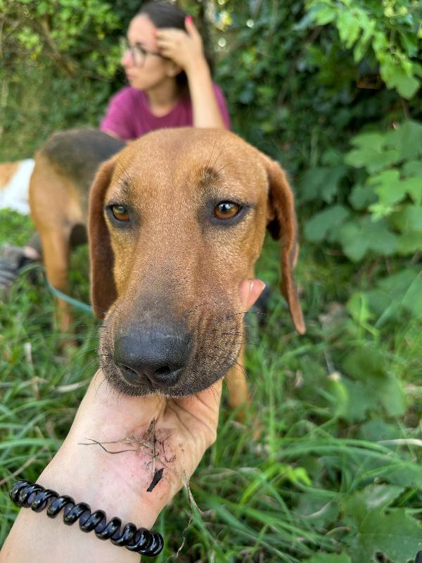 Dafne, Mix Segugia In Cerca Di Amore