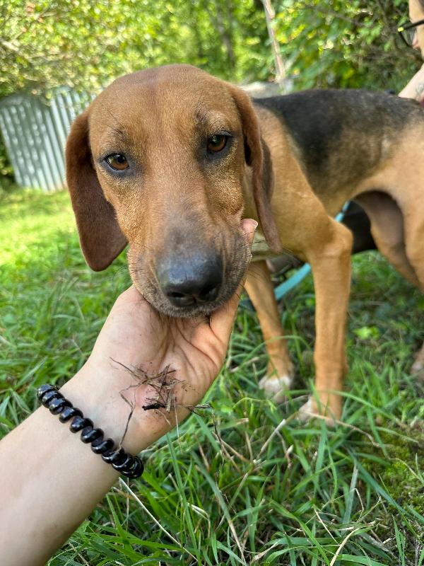 Dafne, mix segugia in cerca di amore Foto 2