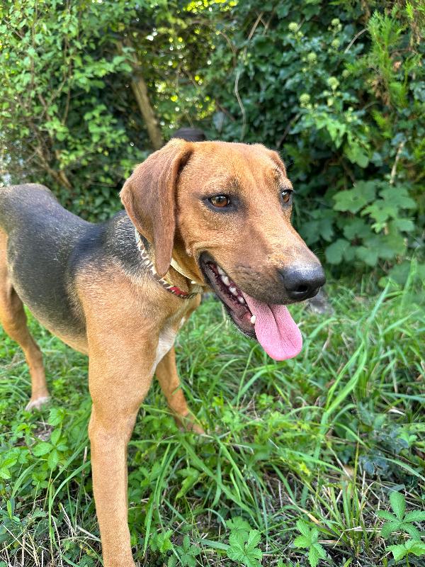 Dafne, mix segugia in cerca di amore Foto 4