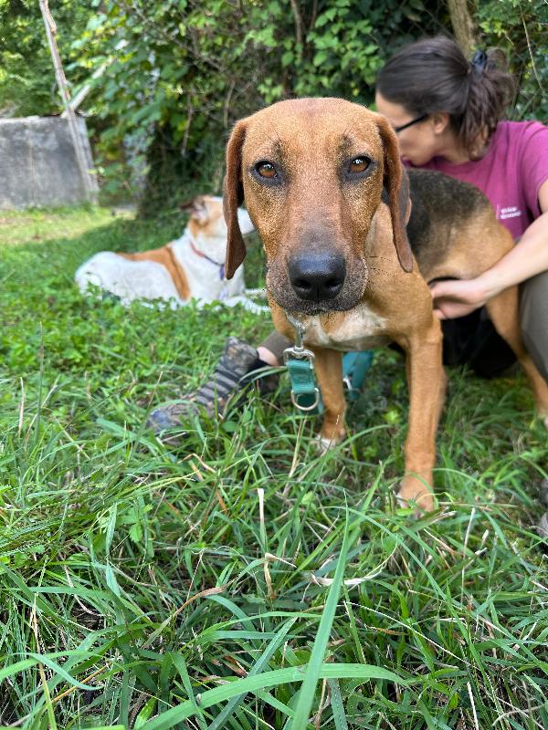 Dafne, mix segugia in cerca di amore Foto 5