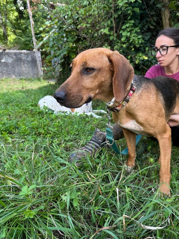 Dafne, mix segugia in cerca di amore Foto 7