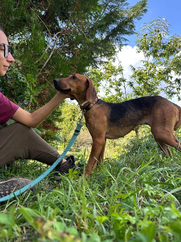 Dafne, mix segugia in cerca di amore Foto 8