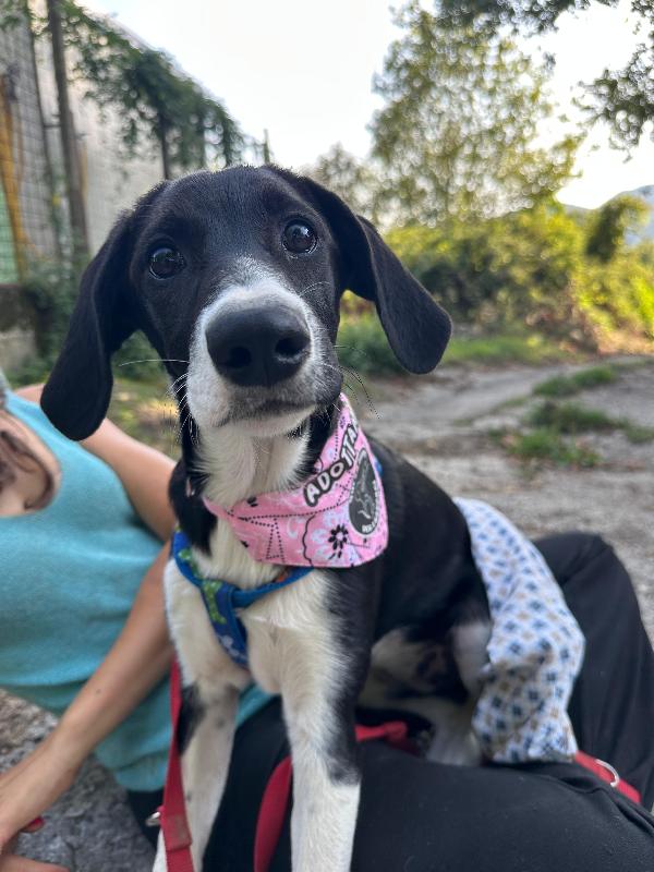 Anguissa, cucciolotta di sei mesi  Foto 4