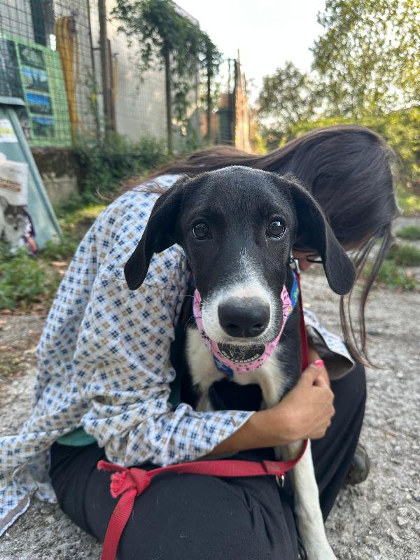 Anguissa, cucciolotta di sei mesi  Foto 5