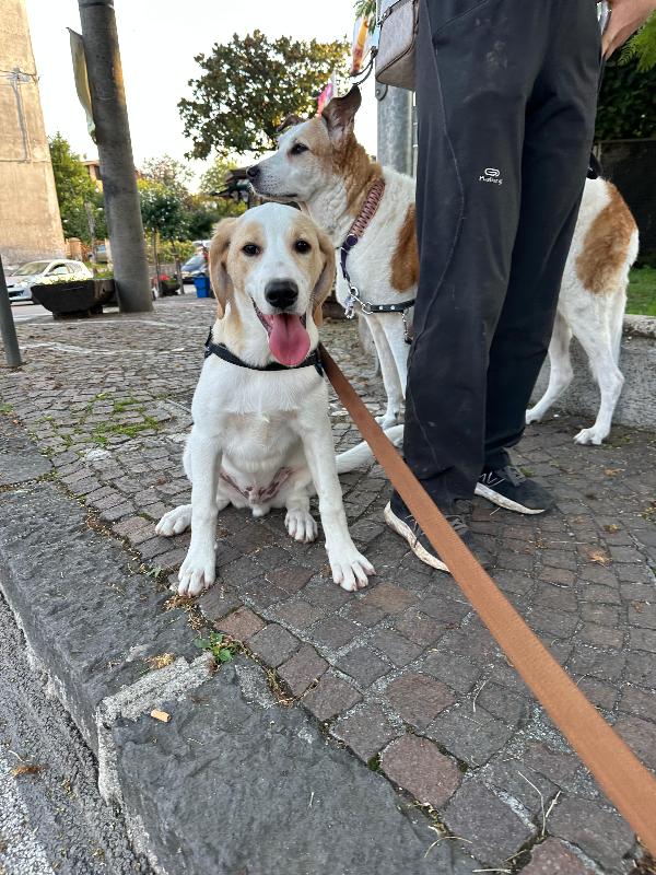 Simeone, sei mesi tg medio grande  Foto 7