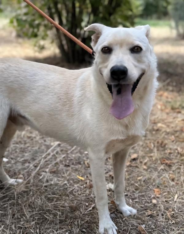 Aron Incrocio Labrador Adulto In Adozione 