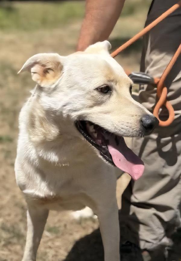 Aron incrocio labrador adulto in adozione  Foto 2