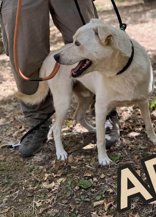 Aron incrocio labrador adulto in adozione  Foto 3