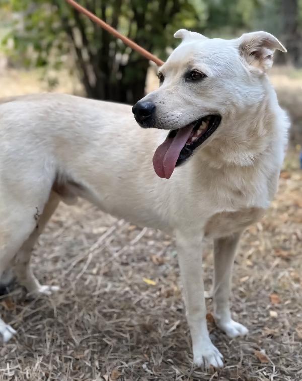 Aron incrocio labrador adulto in adozione  Foto 4