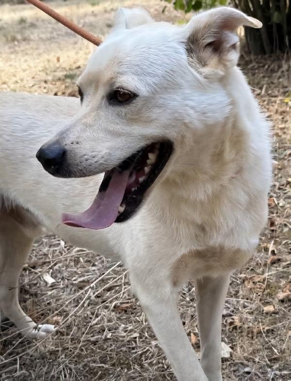 Aron incrocio labrador adulto in adozione  Foto 5