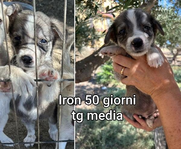 Emergenza Cuccioli!