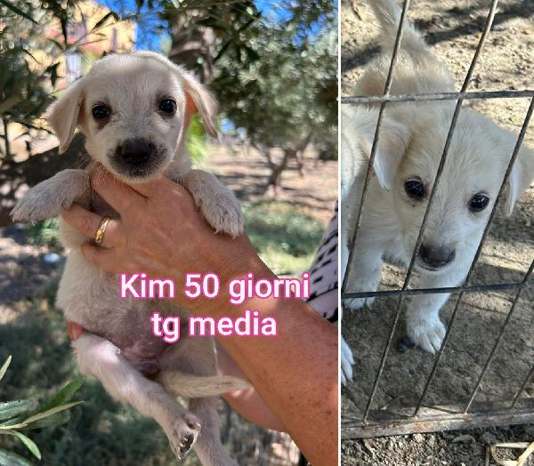 EMERGENZA CUCCIOLI! Foto 2