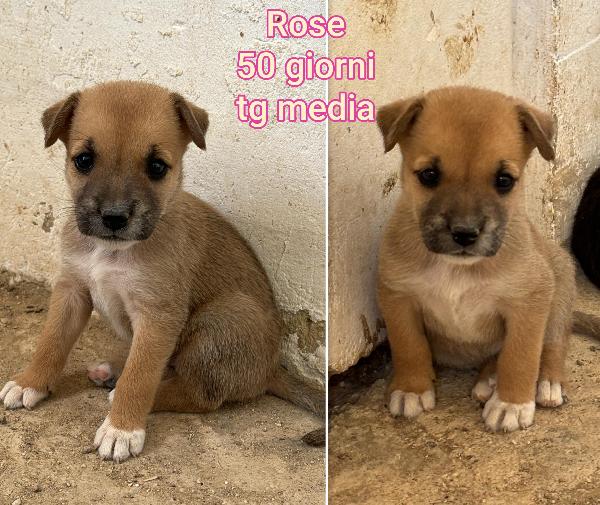 EMERGENZA CUCCIOLI! Foto 3
