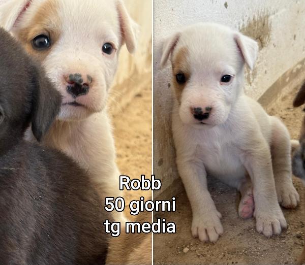 EMERGENZA CUCCIOLI! Foto 4