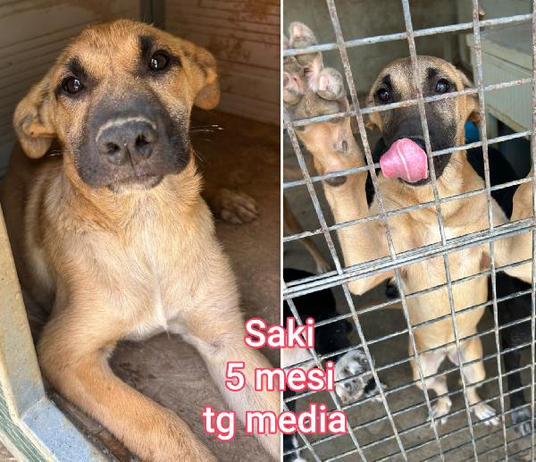 EMERGENZA CUCCIOLI! Foto 5