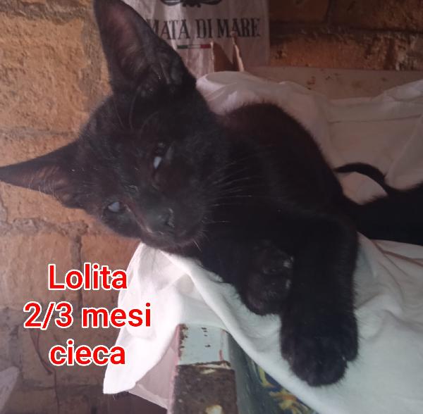 Siamo sommerse dai gattini  Foto 5
