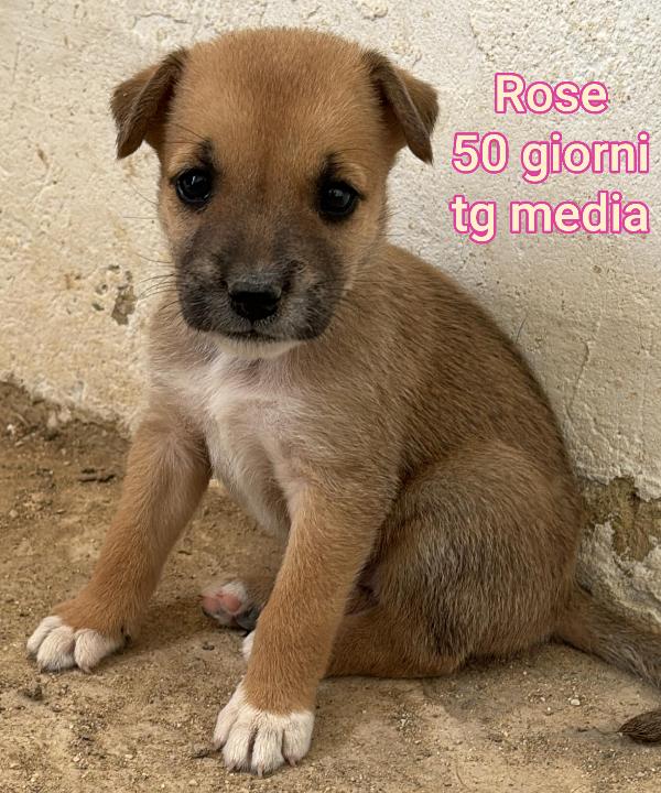 Cuccioli Abbandonati! 2 Mesi