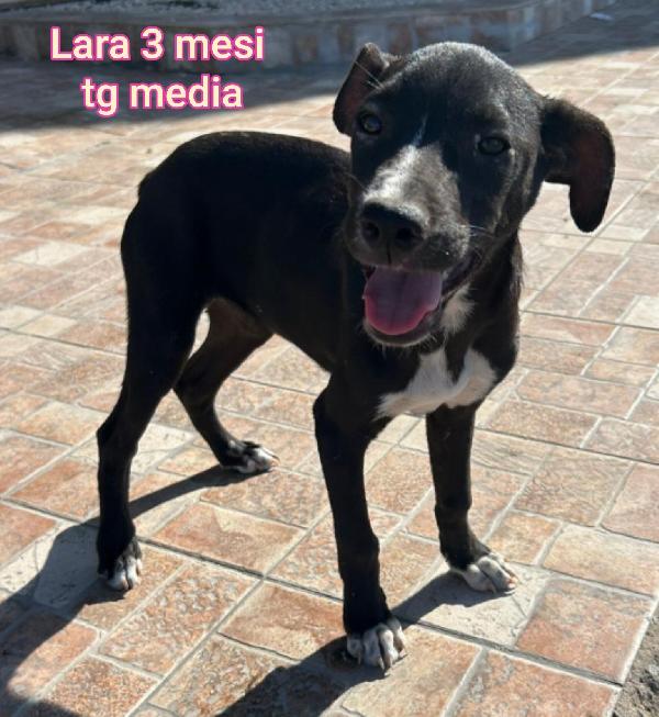 Cuccioli abbandonati! 2 mesi Foto 9