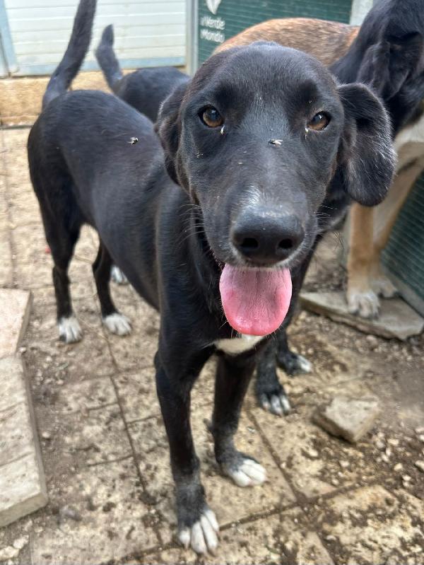 Mai una chiamata per la cucciola Pimpa  Foto 4