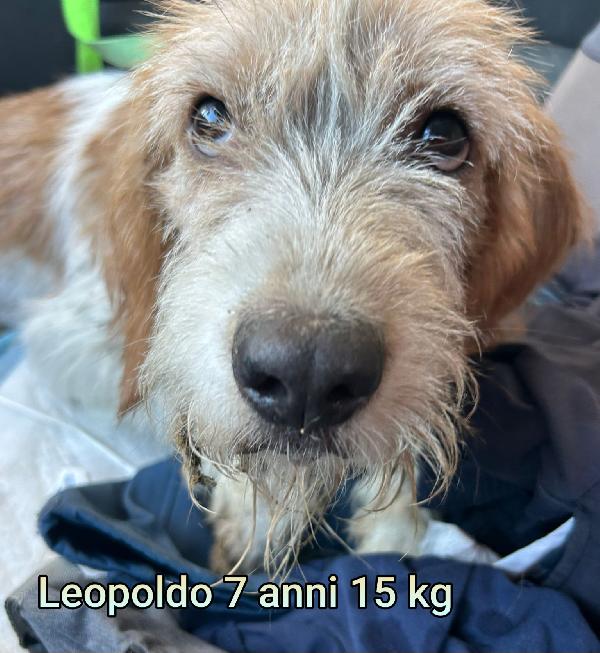 ADOZIONI TAGLIE PICCOLE Foto 4