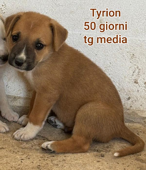 Cuccioli soli in rifugio  Foto 3