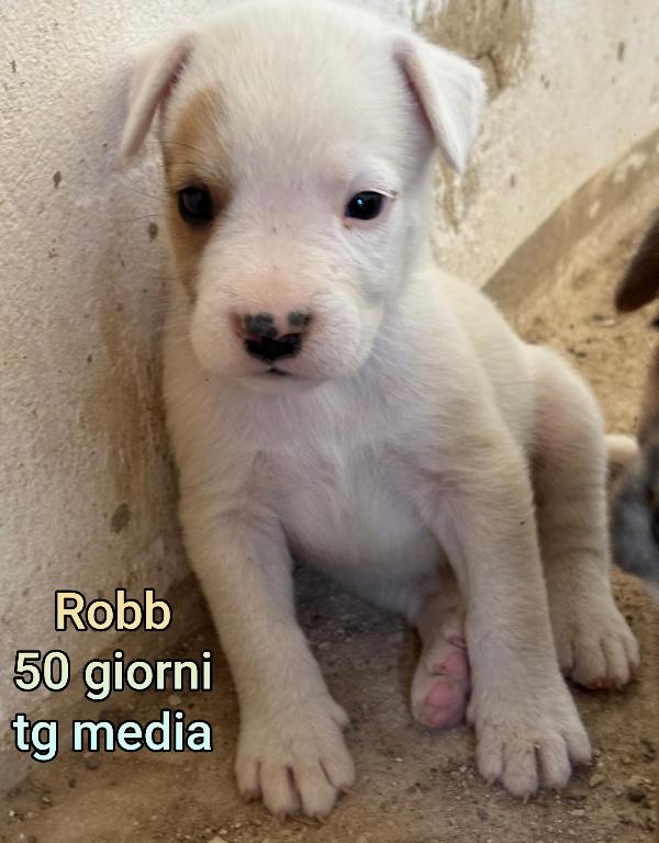 Cuccioli soli in rifugio  Foto 4