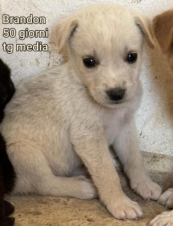 Cuccioli soli in rifugio  Foto 6